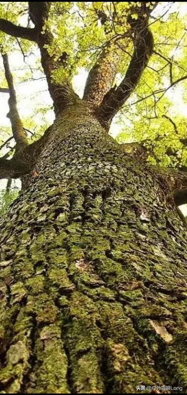 造纸用木粉生产设备,种什么树可以快速生长做纸浆呢？