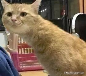 怎么确定猫认主人了咕噜咕噜:猫咪愿意待在主人哪些部位，说明信任你和爱你？