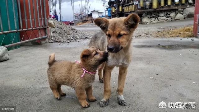 村里有人养了条斗牛,我的土狗强行配种了,生的狗崽对方不满意,让我