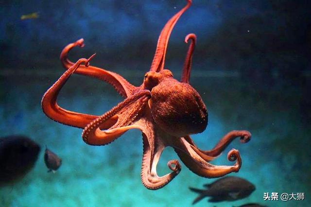 沼泽章鱼真的存在吗，历史奇书《山海经》记载的何罗鱼，真的一个脑袋，十个身体吗？