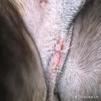 我做母狗的经历贞操带:和狗狗一起跑步是个怎样的体验？