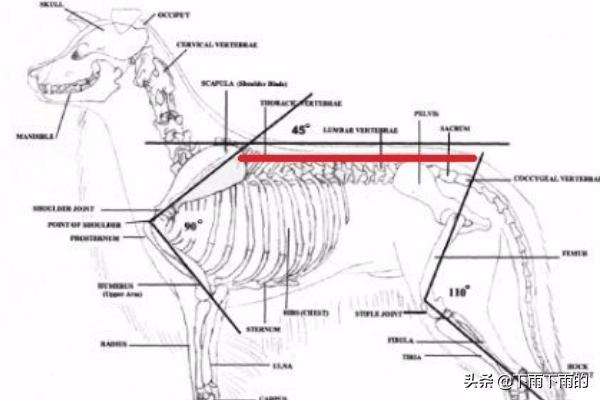 边境牧羊犬吧:你知道边牧的优点和缺点，以及怎么挑选小边吗？