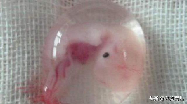 锈斑猫高级危险猫种:怀孕第几个月是胎儿停育的高峰期？