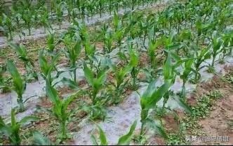 苗圃照片:苗圃有哪些常用肥以及如何施肥？