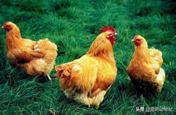 母鸡打鸣是怎么回事啊？