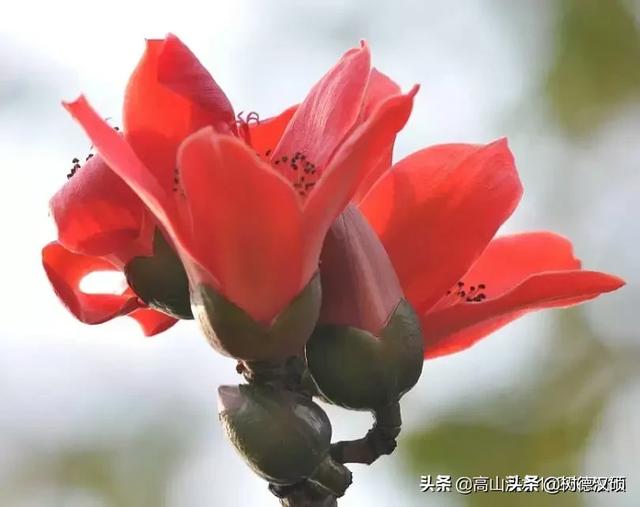 《万紫千红》的主持人陈维聪与陈旭然你听说过吗？他俩出名吗？