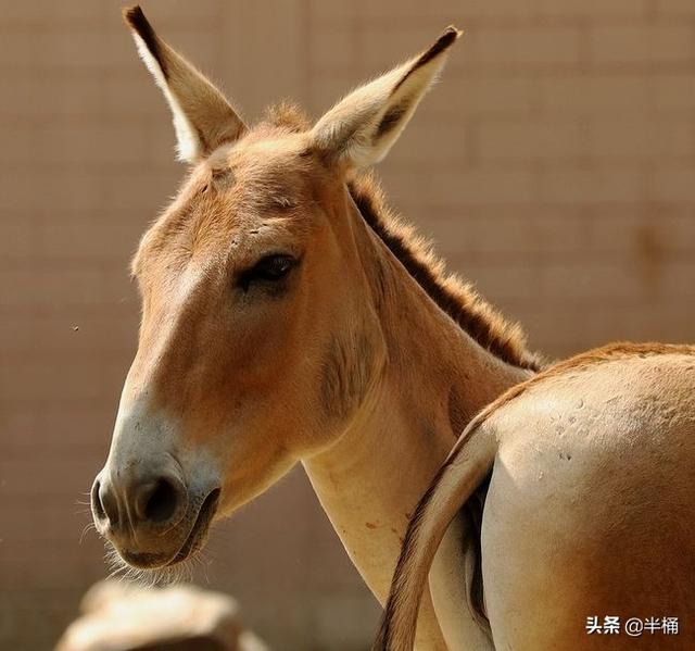 草原斑猫的亚种分化:蒙古野驴是一种怎样的动物？