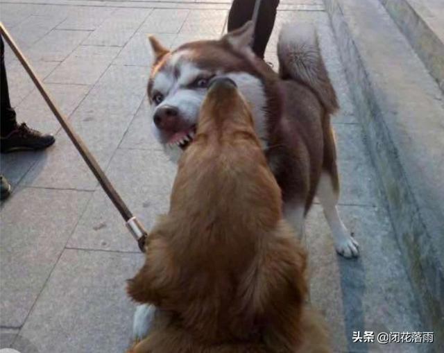 哈士奇和杜宾犬打架谁会赢呢:哈士奇除了有“拆家”的缺点外还有什么优点？ 哈士奇和杜宾犬打架
