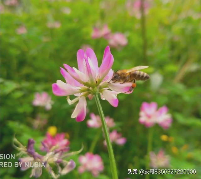 头条问答 诗词摄影 如何拍摄出 花红叶绿五彩缤 绿草青青衬娇艳 的美丽画面 11个回答