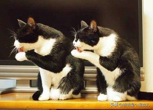 爱洗澡的猫猫手工皂官网:猫咪身上的跳蚤怎么处理？