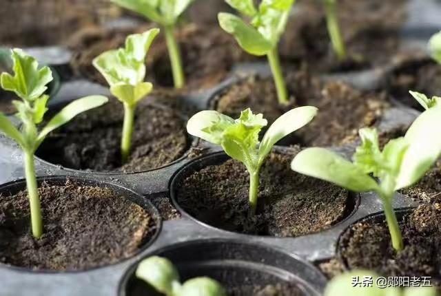 黄瓜最佳种植时间是什么时候，早春黄瓜什么时候种植？其高产高效技术是什么？