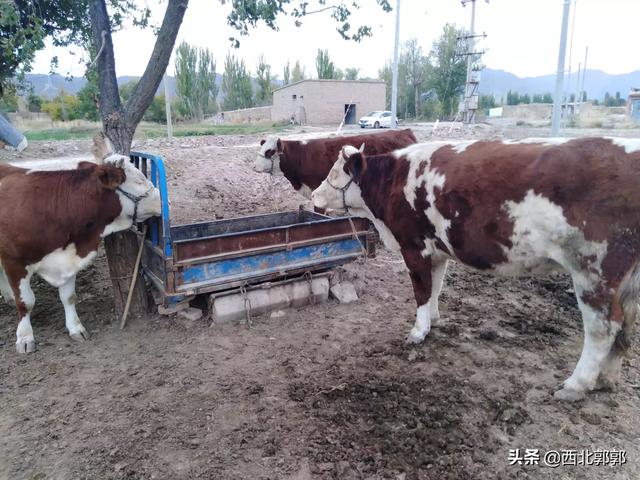 养牛知识与预防:散养牛做防疫，有什么好方法？