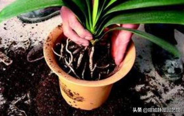 垂笑君子兰几月换盆:君子兰刚开完花能换盆吗，为什么？