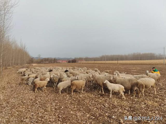 牛弓形虫病的症状图片:羊弓形虫病的症状图片 母羊有流产先兆有什么办法急救？