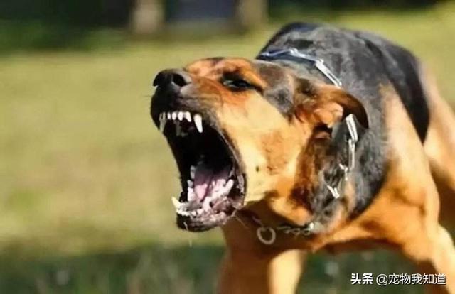 踢狗游戏大厅下载:经常打狗狗会有哪些后果？