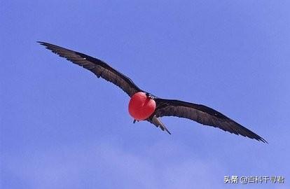 蓝脚鲣鸟很笨吗:两条腿，四条腿，没有腿的动物都有什么。越多越好？