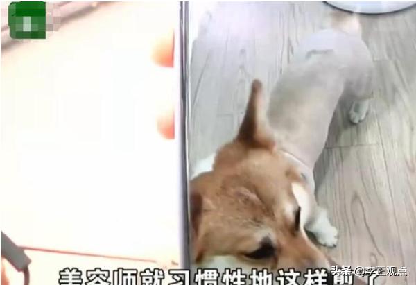 杭州发得宠物用品有限公司:杭州一女生送爱犬去剪毛，嫌发型丑，索赔4千营养费，你怎么看？