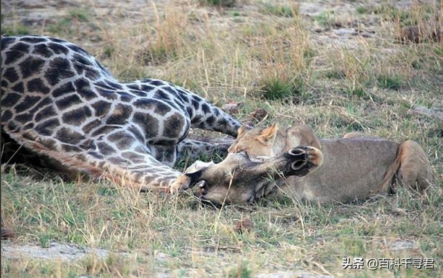长颈鹿将来会灭绝吗，食草动物之一的长颈鹿有没有天敌