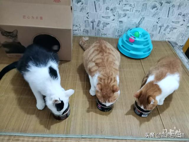 你们的猫咪性格好吗？