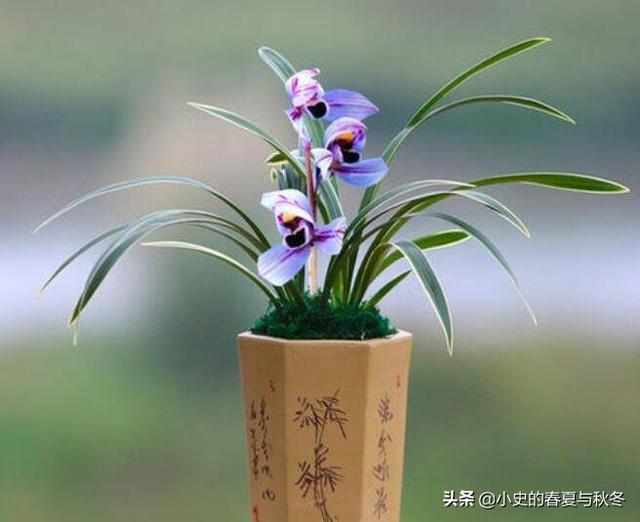 头条问答 建兰紫月荷是真有这个品种吗 个回答