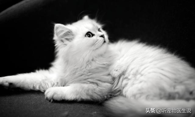 好看的金吉拉猫图片:金吉拉拉稀屁股红，猫咪屁股拉稀拉红了怎么办？