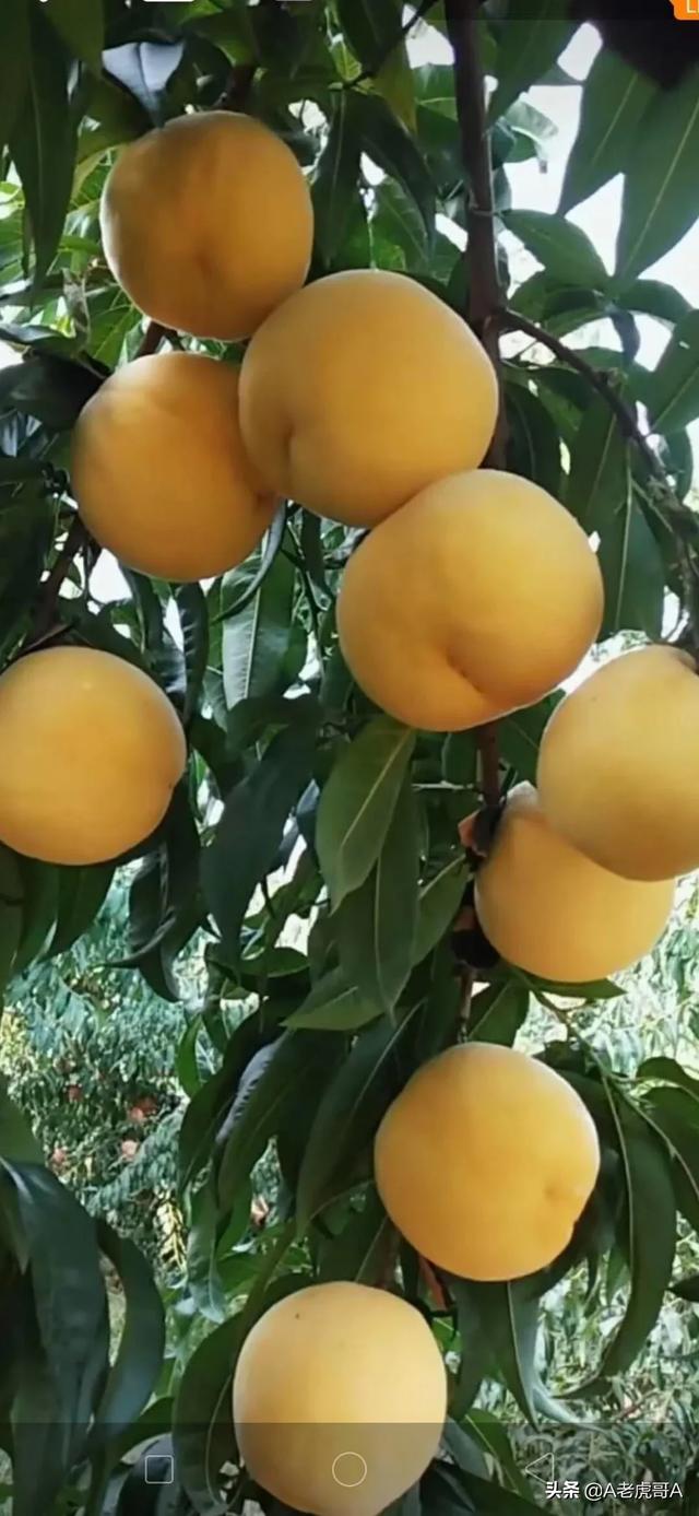 头条问答 - 中桃金魁适合温室大棚栽培吗?(11个回答)