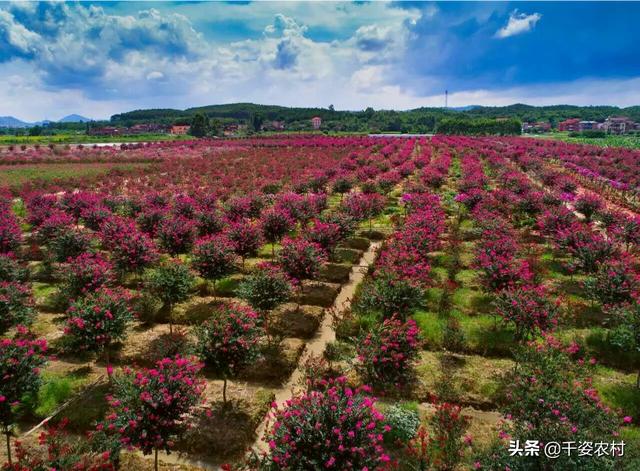 植物栽植时对苗木质量有什么要求 游戏攻略网