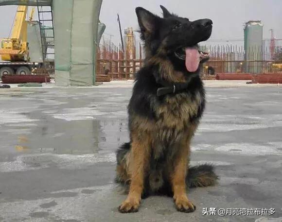 捷克狼犬叫声:世界上有多少种狼犬？为什么？