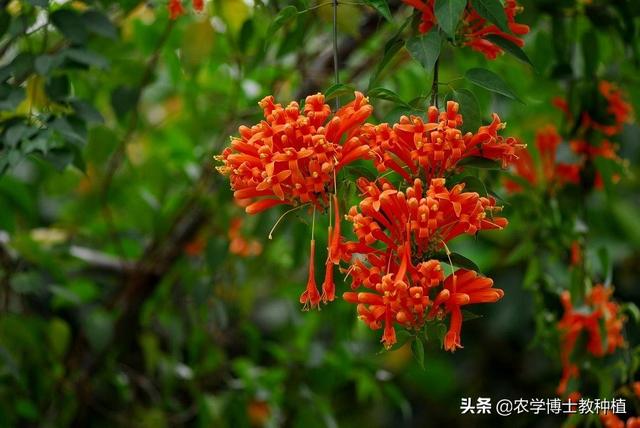 炮仗花如何养:炮仗花怎么样繁殖，怎么养护？