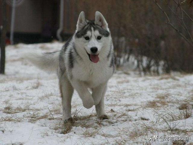 呆萌哈士奇幼犬:呆萌可爱的哈士奇长什么样 既然都知道二哈很皮为什么还是有好多的人去养它？