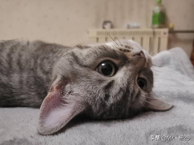 猫发情 叫声:猫发情除了会乱撒尿和乱叫，还有其他表现吗？