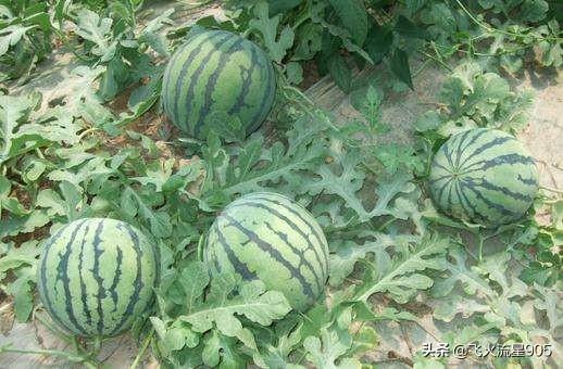 西瓜蚜虫怎么防治:栽培西瓜怎样防治小地老虎、瓜蚜和黄守瓜等病虫害？