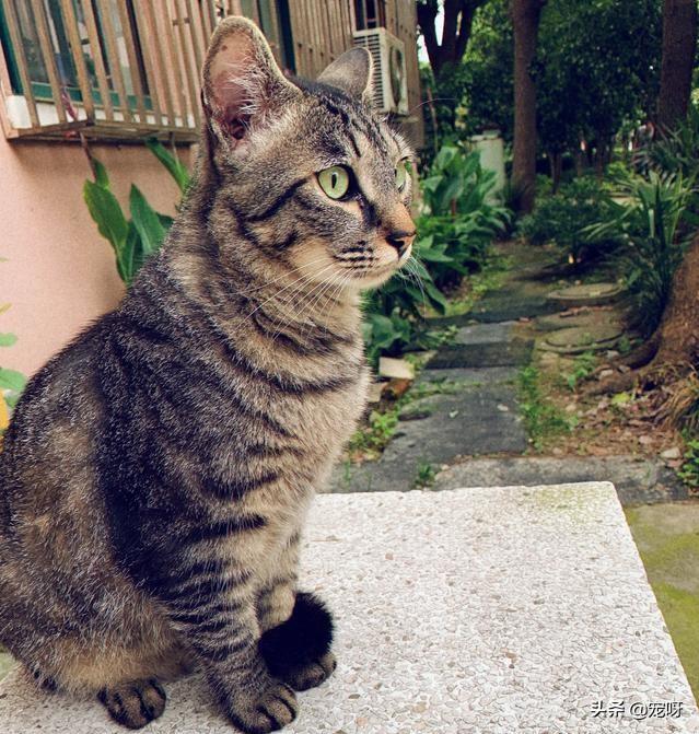 宠物猫品种大全及图片大全:哪些猫咪比较好养并且忠诚呢？ 猫的品种及图片