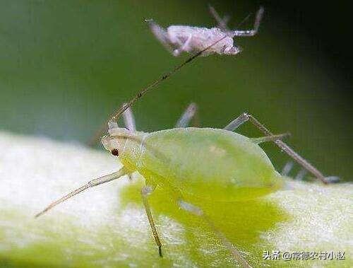 蚜虫怎么防治:用什么农药防治蚜虫效果比较好？