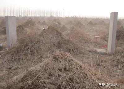 坟墓寸草不生好吗,农村的坟墓离家都不会太远吗？为何？