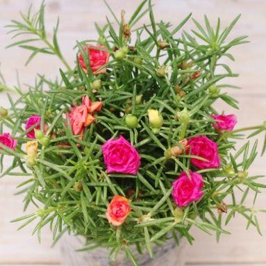 小型观花植物:家里空间小有什么适合养的植物？