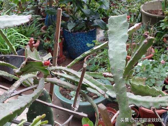令箭荷花是否可喷水:令箭叶片开花时发蔫怎么回事？