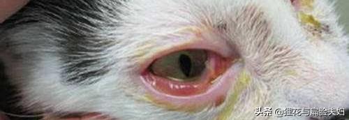 短毛波斯猫流黄眼泪:猫总是有眼泪，眼角黄黄的，是怎么回事？