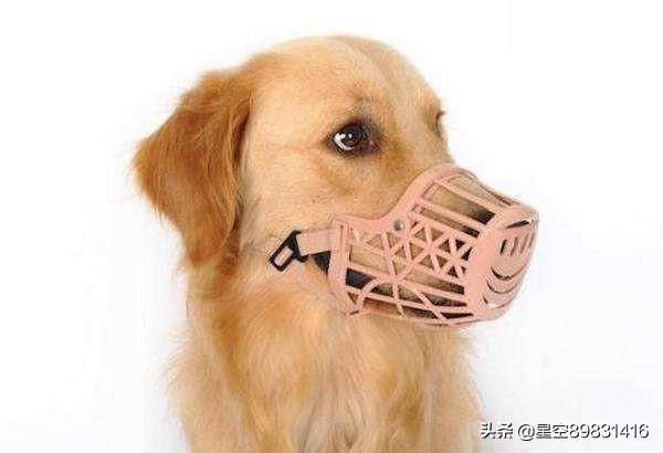 狗伤人事件:狗伤人事件背后，真正有罪的是伤人的狗还是养狗的人？