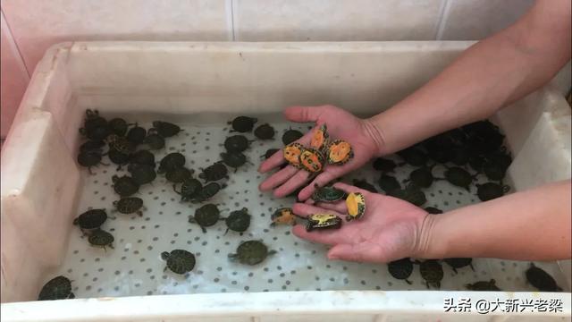 金钱龟养殖利润:做水产一年能赚多少钱？有哪些需要注意的地方？