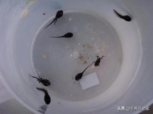 小蝌蚪吃什么食物调查表:小蝌蚪喜欢吃什么食物 蝌蚪长出四条腿的时候吃什么好？