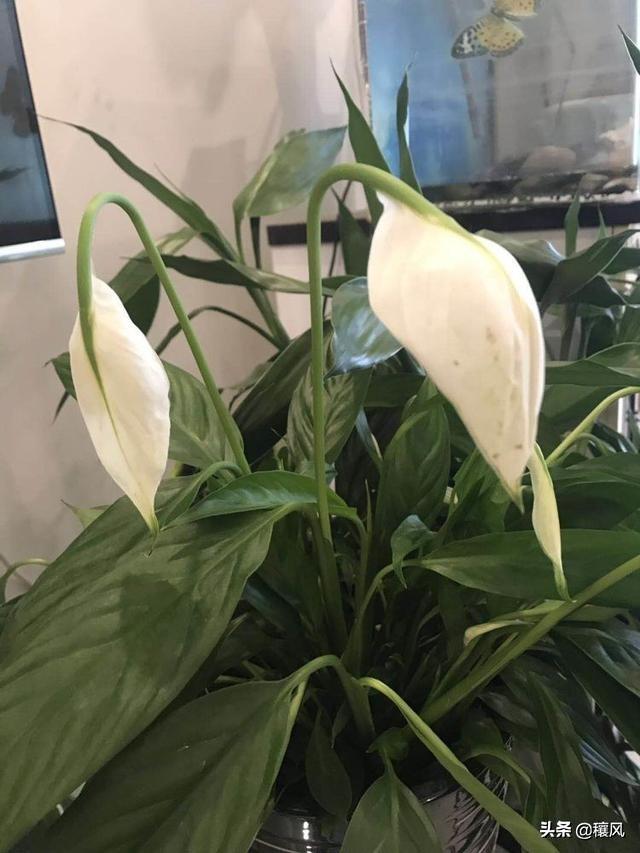 祖母绿的寓意,木佐祖母绿跟普通的祖母绿有什么区别？