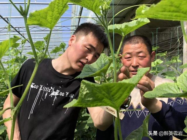 绝育黄瓜会开花吗:室内盆里播种黄瓜多久出芽 黄瓜栽种时为什么会出现有花无瓜现象？有什么补救措施？