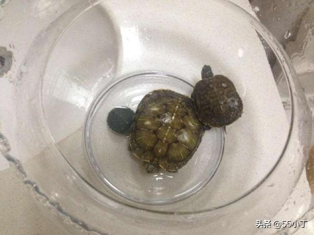 小乌龟不吃食怎么办呢:乌龟生病了，不吃东西怎么办？