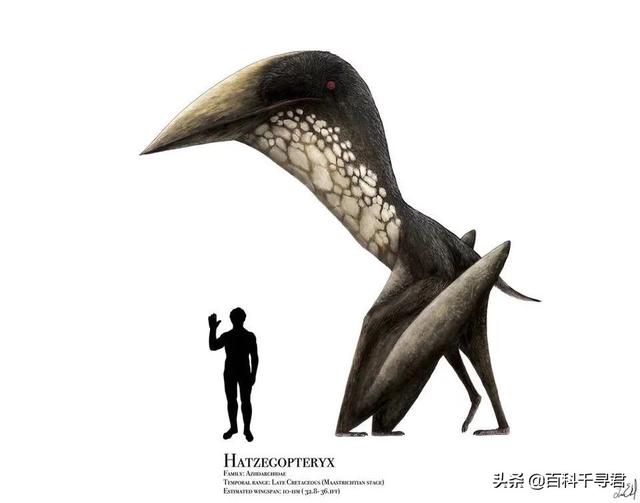 美国捕获的翼龙，请问恐龙时代的翼龙究竟有多重？它是怎么可以在天上飞的？