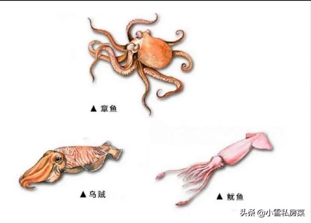 头条问答 章鱼 乌贼 鱿鱼 八爪鱼 有啥不一样 优雅梧州3的回答 0赞