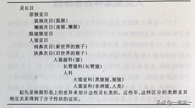 跗猴和类人猿:人类和现代类人猿的根本区别是直立行走，还是使用工具？