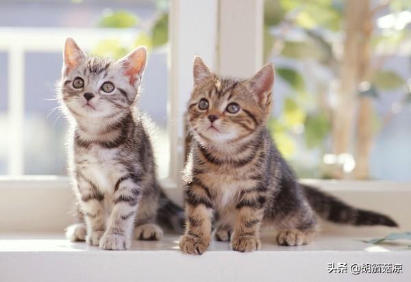 猫用了博来恩一直挠:求助帖，急急急，猫咪长癣了，怎么治疗？