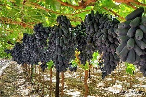 蓝宝石对身体的好处,蓝宝石葡萄为何受大众欢迎？