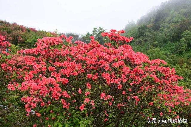 头条问答 野生映山红是怎样自然繁殖的 60个回答